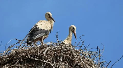 Two white storks perch atop a large twig nest Stock Photos
