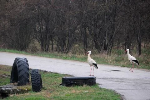 Two White Storks on the Road Stock Photos