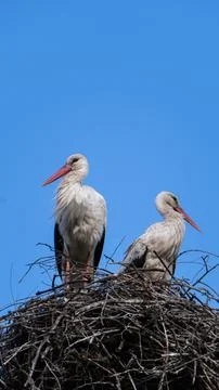 Two white storks stand in a large nest against a clear blue sky. Stock Photos