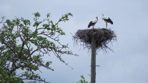 Two white storks stand in nest on pole with a tree and cloudy sky in background Stock-Footage 311866826