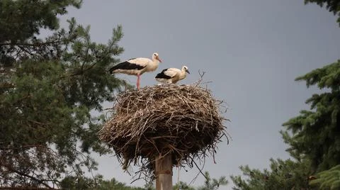 Two white storks stand together on a large twig nest atop a raised platform. Stock Photos