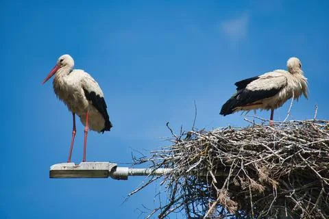 Two White Storks Standing at Nest On Pole Stock Photos