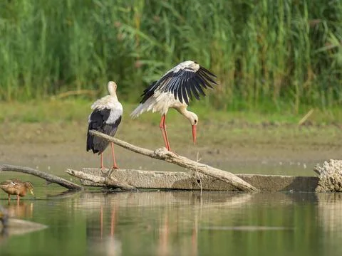 Two White Storks standing on a piece of wood Stock Photos