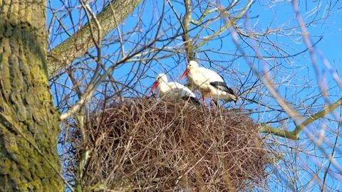 Two White Storks in Their Nest on a Sunny Day Stock Footage 343889820