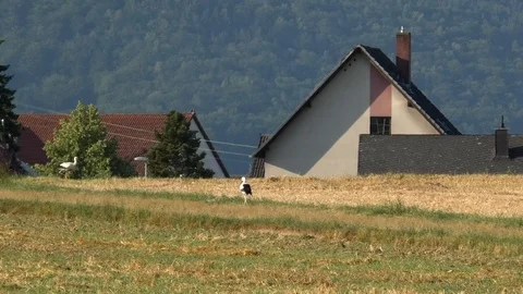 Two white storks walking on field, birds searching for food near rural houses Stock Footage 113816023