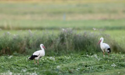 Two white storks walking in a green meadow Stock Photos