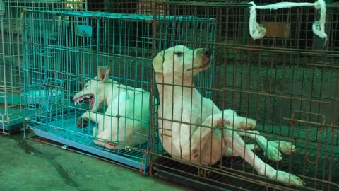 Two white stray dogs in a cage - abandoned, dogs Video stock 249596840