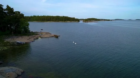 Two white swan birds dancing circulating around same speed at the summer evening Stock Footage 78607981