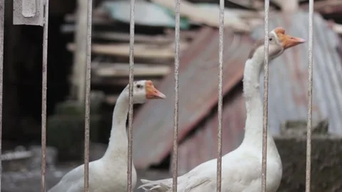 Two white swan ducks playing in their cage during the day Stock Footage 185452429