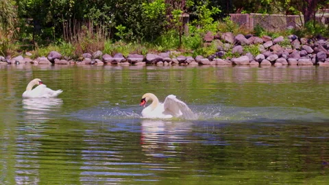 Two White Swan Grooming Itself in the Water of a Lake Stock Footage 157896785