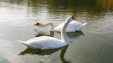 Two white swan in a water waves with tail. Stock Footage 121098046