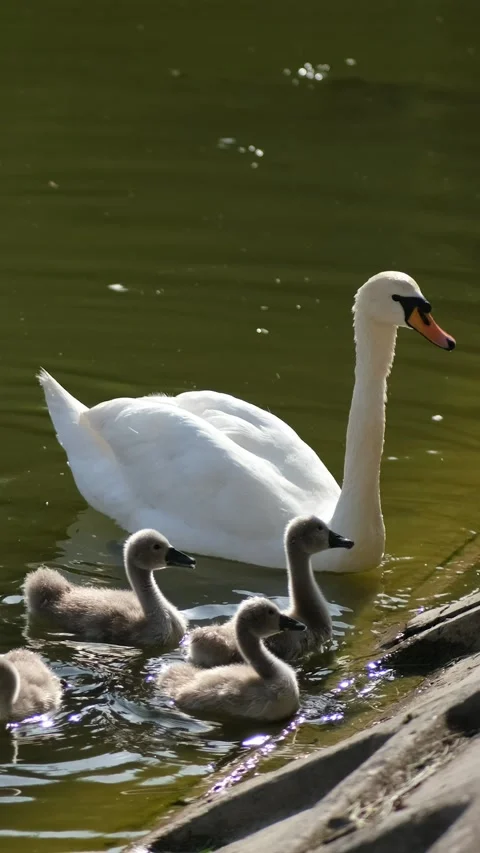 Two white swans and five Chicks swim in the city pond. people feed them bread Stock Footage 291948868