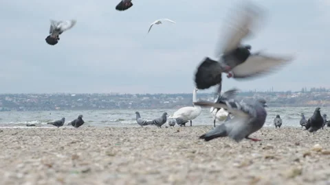 Two white swans and several pigeons on the river bank. Stock Footage 151656571