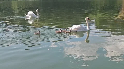 Two White Swans and Six Cute Cygnets Swimming on Lake, 4K 60fps Stock Footage 339194887