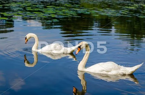 Two white swans are swimming on water in nature Stock Photos