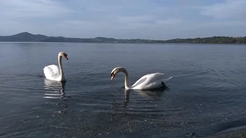 Two white swans on the beach ,Lake Bracciano( RM )Italy. Stock Footage 146892032