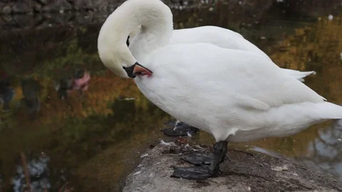 Two white swans cleaning it's feathers and drink water near a pond Vídeos de archivo 97267626