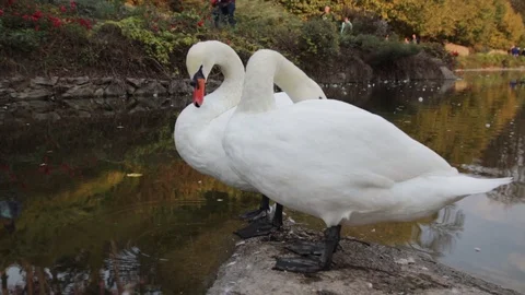 Two white swans cleaning it's feathers and drink water near a pond 스톡 동영상 97267635