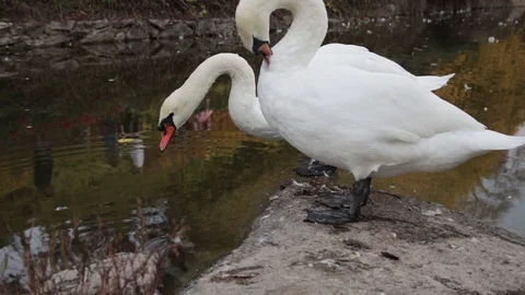 Two white swans cleaning it's feathers and drink water near a pond Stock Footage 97267740