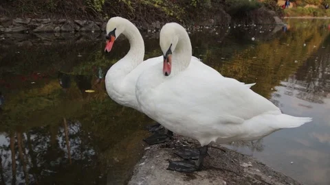 Two white swans cleaning it's feathers and drink water near a pond Stock Footage 97267771
