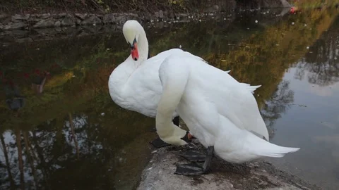Two white swans cleaning it's feathers and drink water near a pond Stock Footage 97267774
