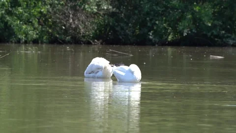 Two White Swans Cleaning Themselves In Lake Stock Footage 276225389