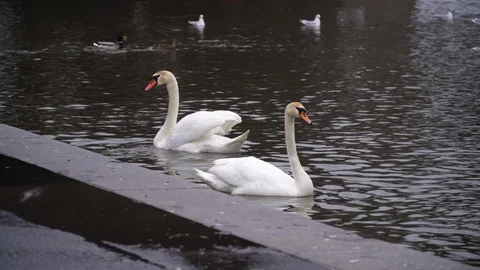 Two white swans, ducks and gulls swim in the river 스톡 동영상 126974051