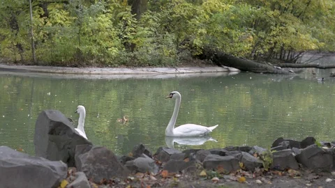Two White Swans with Ducks on A Pond Stock Footage 104013154