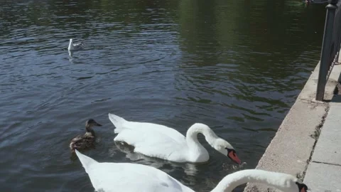 Two white swans eating bread thrown into the water at a stone embankment. Stock Footage 141316559