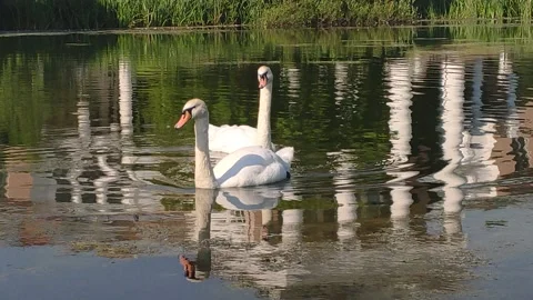 Two white swans float on the pond Stock Footage 157214432