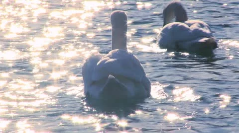 Two white swans float on sparkling water in a lake. Vidéo 11511598
