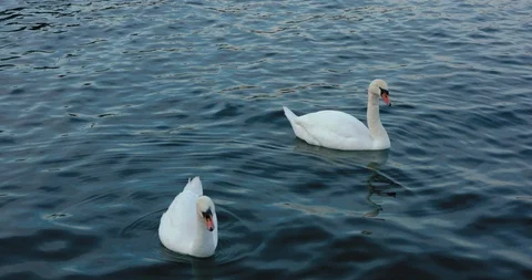 Two white swans floating in blue water 库存影片 94102891