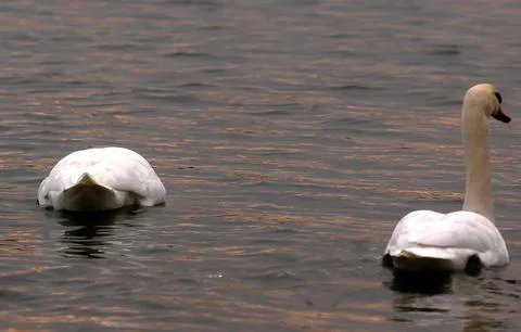 Two white swans floating on a calm lake at dusk time Stock Photos