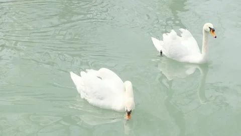 Two white swans floating on water surface, close-up 스톡 동영상 274867664
