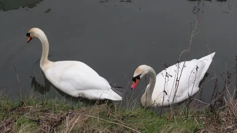 Two white swans floating on water near shore Stock Footage 335092120