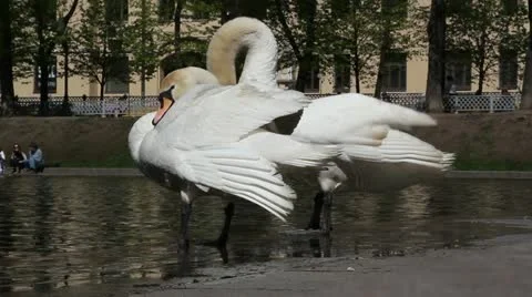 Two white swans Stock Footage 22178877