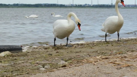 Two white swans Video stock 121324662