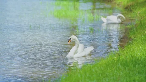 Two white swans forage on the shore of the lake and rest on the grass Stock Footage 313340975