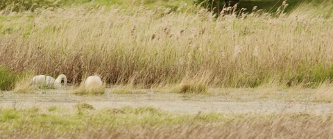 Two white swans graze between swaying grasses on floodplain marshes. 4K tripod Video stock 273985062