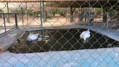 Two White Swans inside a small Pool in Nicosia, Cyprus Stock Footage 92723991