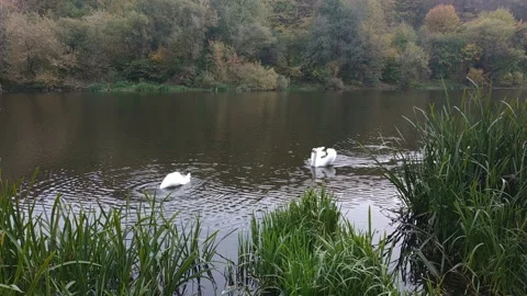 Two white swans in the lake at evening. Stock Footage 157101855
