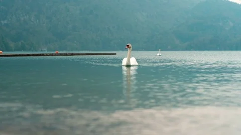 Two White Swans On Lake. Stock Footage 112609763