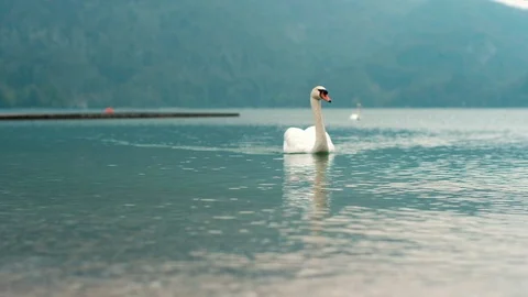 Two White Swans On Lake. Stock-Footage 112618186