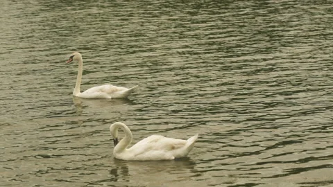 Two white swans on the lake Video stock 202337206