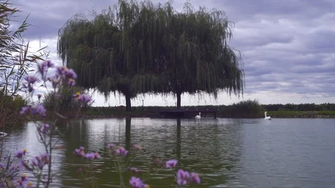 Two white swans on lake with reflections in green nature landscape Stock Footage 95937290