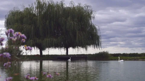 Two white swans on lake with reflections in green nature landscape Stock-Footage 95937336