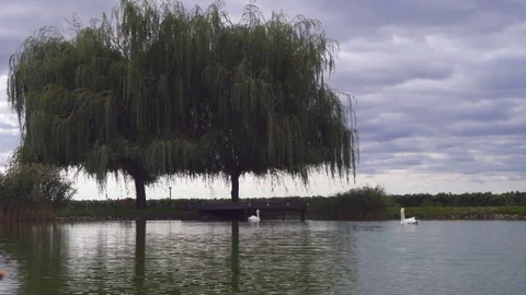 Two white swans on lake with reflections in green nature landscape Stock-Footage 95937343