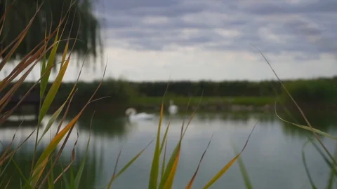 Two white swans on lake with reflections in green nature landscape Stock Footage 95937483