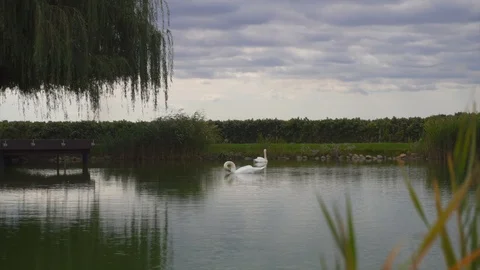 Two white swans on lake with reflections in green nature landscape Stock-Footage 95937484