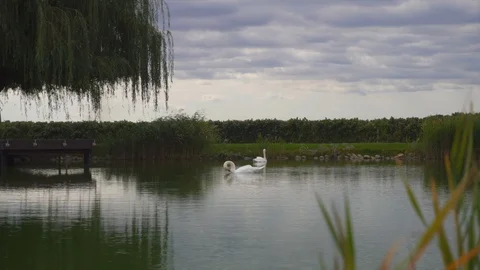 Two white swans on lake with reflections in green nature landscape Stock-Footage 95937490